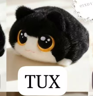 CP1 Chubby cat 0920